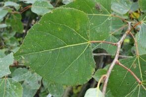 Aspen use to increase potential