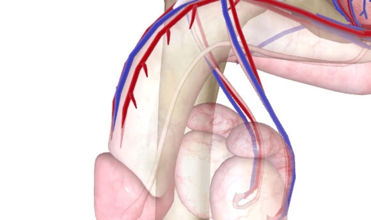 poor blood supply to penis
